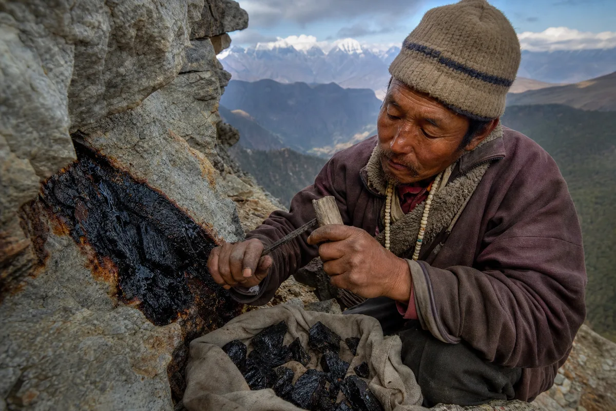 Processus d'extraction et de fabrication du shilajit