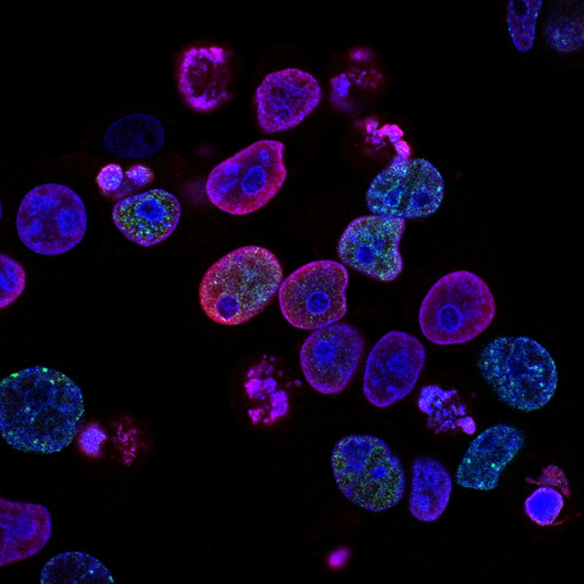 Mécanismes d'action du shilajit dans le corps